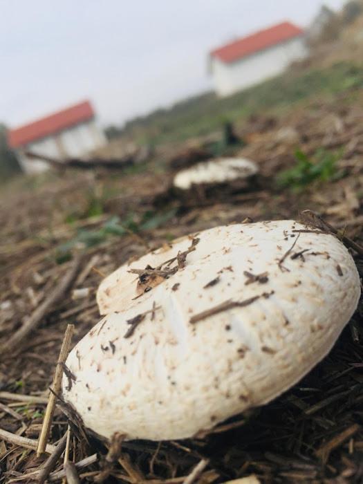 Tiszaeszlar Tomajor Vendeghazak 아파트 외부 사진